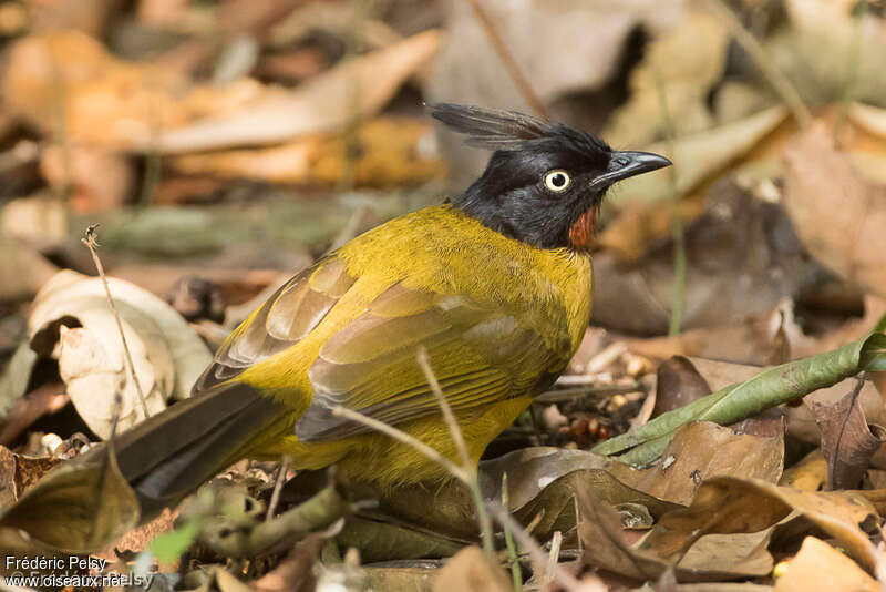 Bulbul à huppe noireadulte, identification