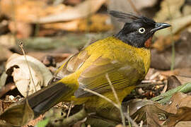 Bulbul à huppe noire