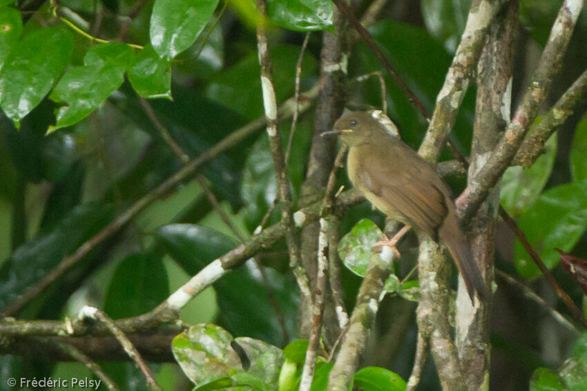 Bulbul à moustaches jaunes