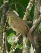 Yellow-whiskered Greenbul