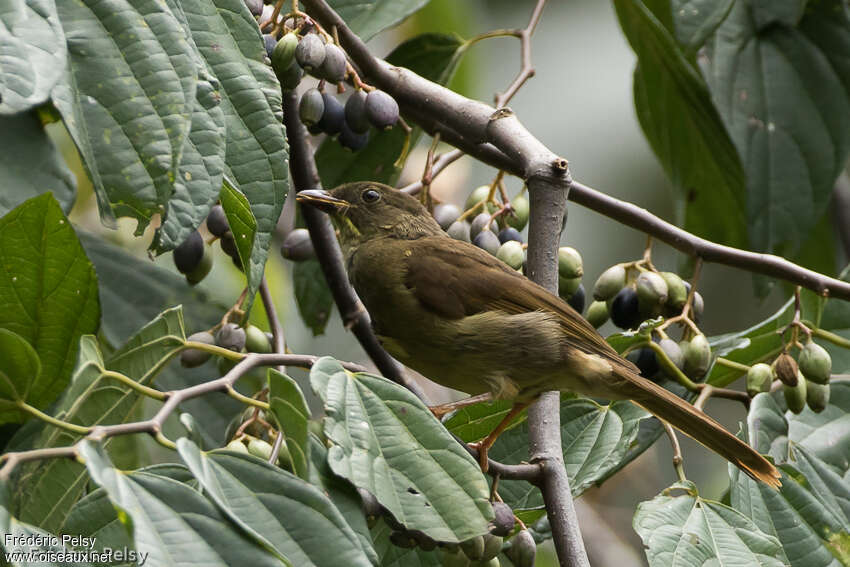 Bulbul à moustaches jaunesadulte, habitat, régime, mange