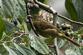 Bulbul à moustaches jaunes