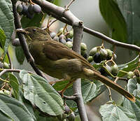 Bulbul à moustaches jaunes