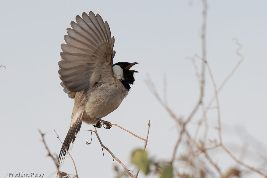 White-eared Bulbul, courting display