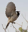 Bulbul à oreillons blancs