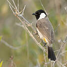 Bulbul à oreillons blancs