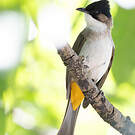Bulbul à poitrine brune