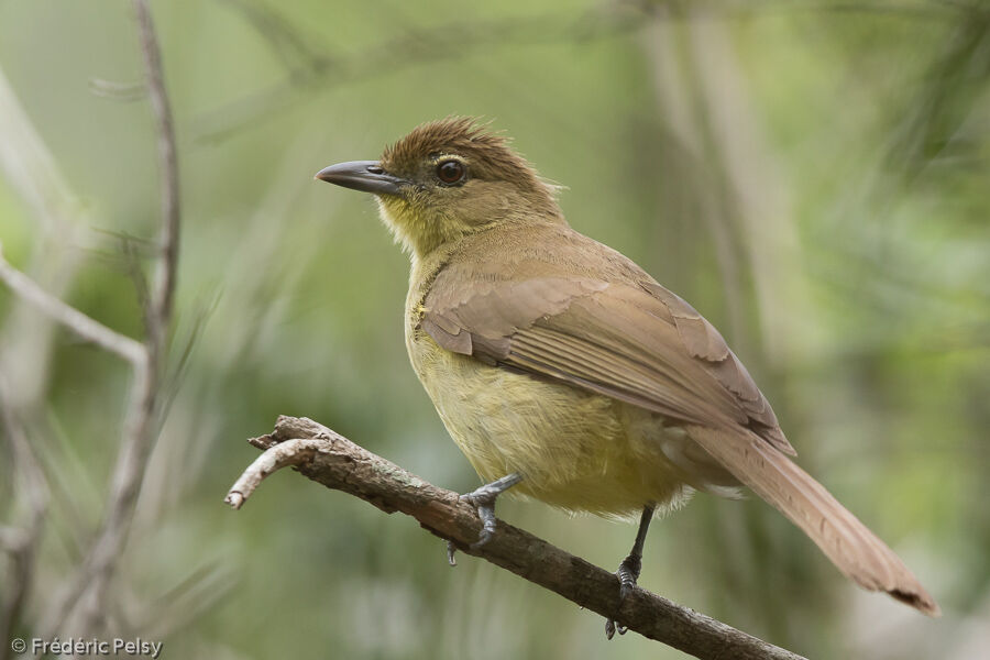 Bulbul à poitrine jauneadulte