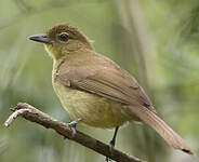 Bulbul à poitrine jaune