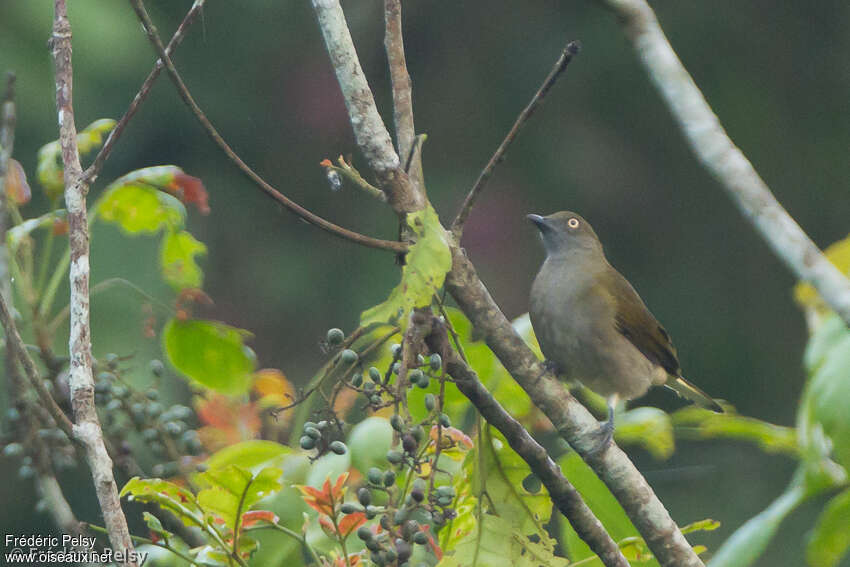 Honeyguide Greenbuladult