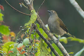 Honeyguide Greenbul