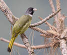 Bulbul à semi-collier