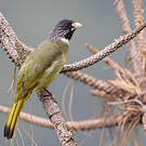 Bulbul à semi-collier