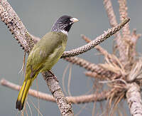 Bulbul à semi-collier