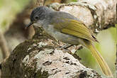 Bulbul à stries jaunes