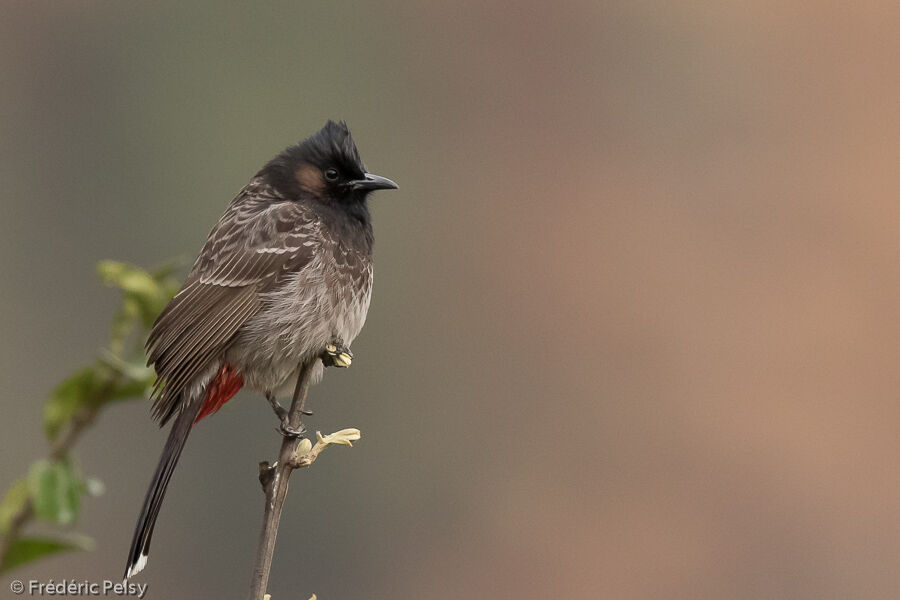 Red-vented Bulbul