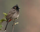 Bulbul à ventre rouge