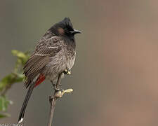 Red-vented Bulbul