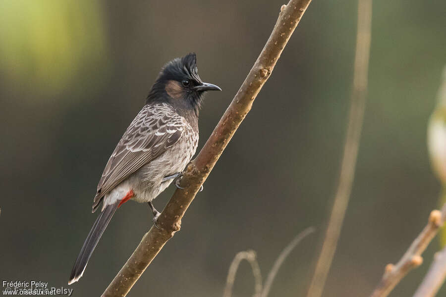 Red-vented Bulbul