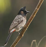 Bulbul à ventre rouge