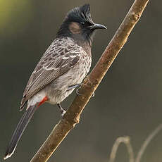 Bulbul à ventre rouge