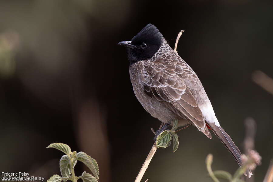 Bulbul à ventre rougeadulte, identification