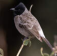 Bulbul à ventre rouge