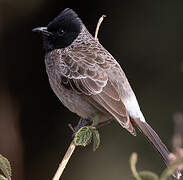 Red-vented Bulbul