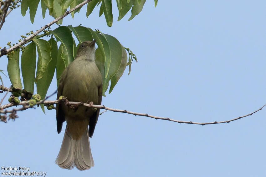 Bulbul aux yeux grisadulte, identification