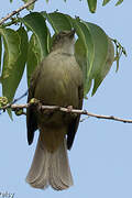 Grey-eyed Bulbul