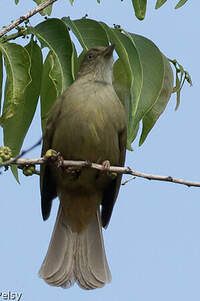 Bulbul aux yeux gris