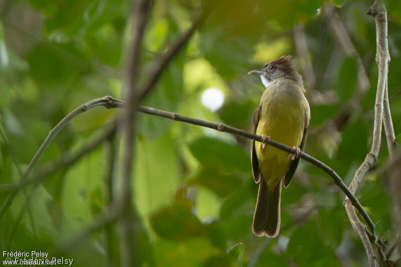 Grey-cheeked Bulbuladult