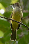 Brown-cheeked Bulbul