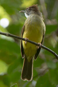 Bulbul brès