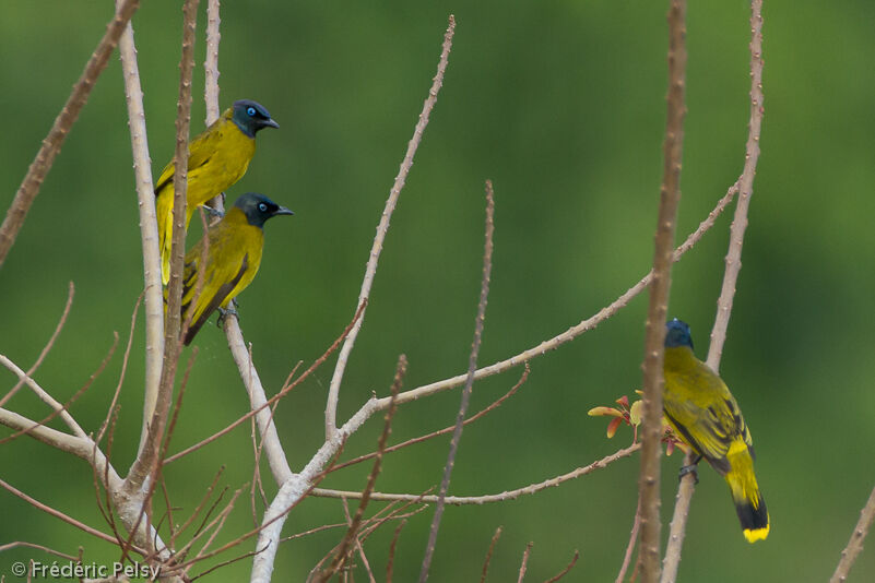 Black-headed Bulbuladult