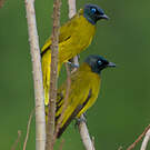 Bulbul cap-nègre