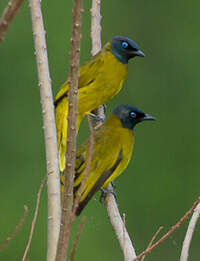 Bulbul cap-nègre