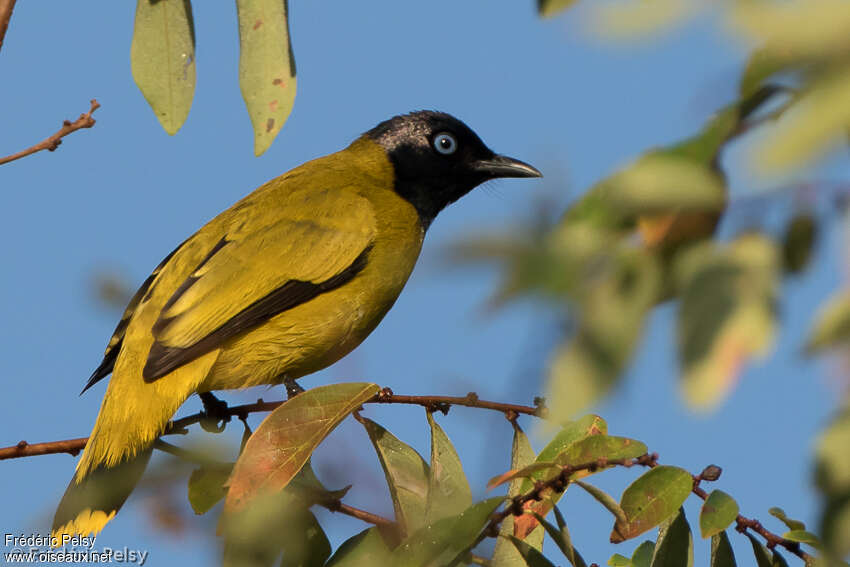 Black-headed Bulbuladult, identification, aspect