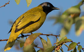 Bulbul cap-nègre