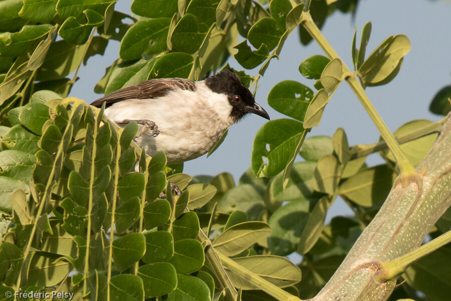 Bulbul cul-d'or