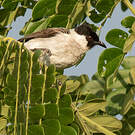 Bulbul cul-d'or