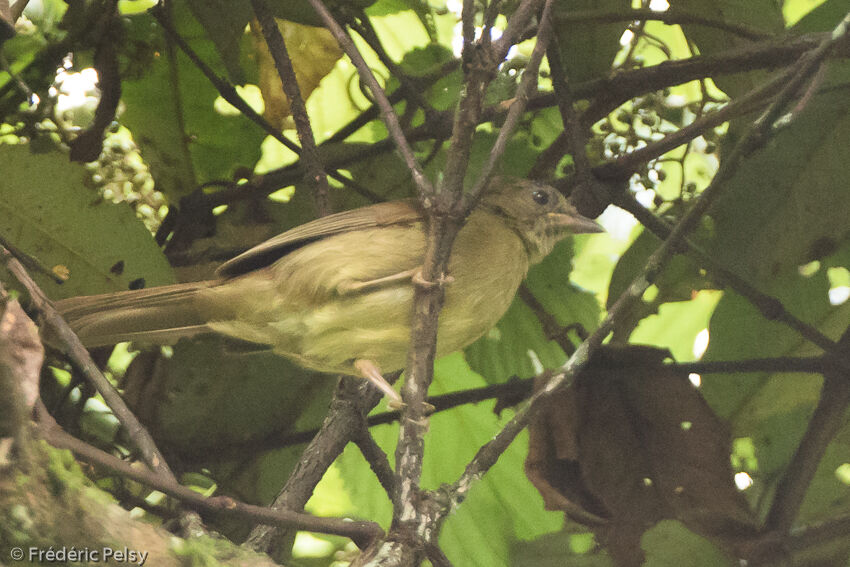 Plain Greenbul