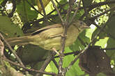 Bulbul curvirostre