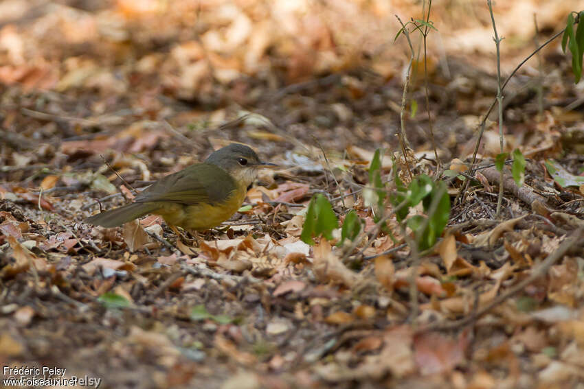 Bulbul d'Appertadulte, identification