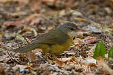 Bulbul d'Appert