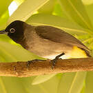 Bulbul d'Arabie