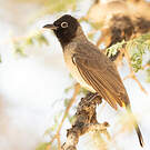 Bulbul d'Arabie