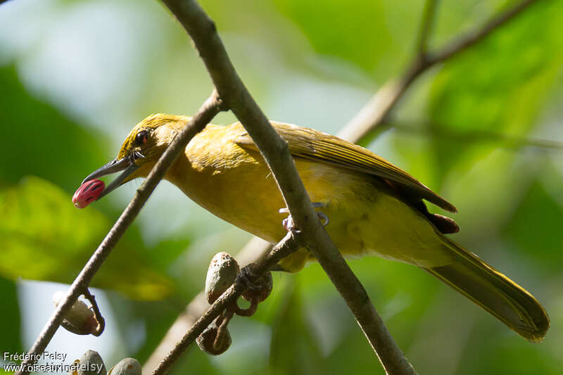 Yellowish Bulbul