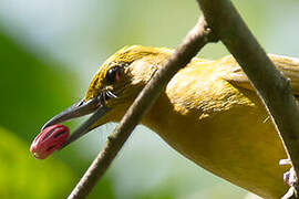 Yellowish Bulbul