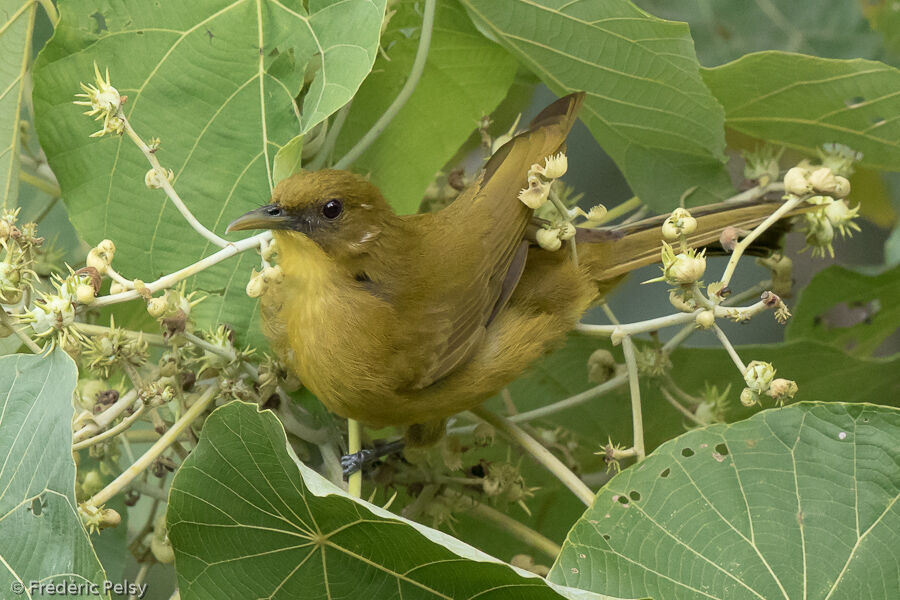 Halmahera Golden Bulbul, identification